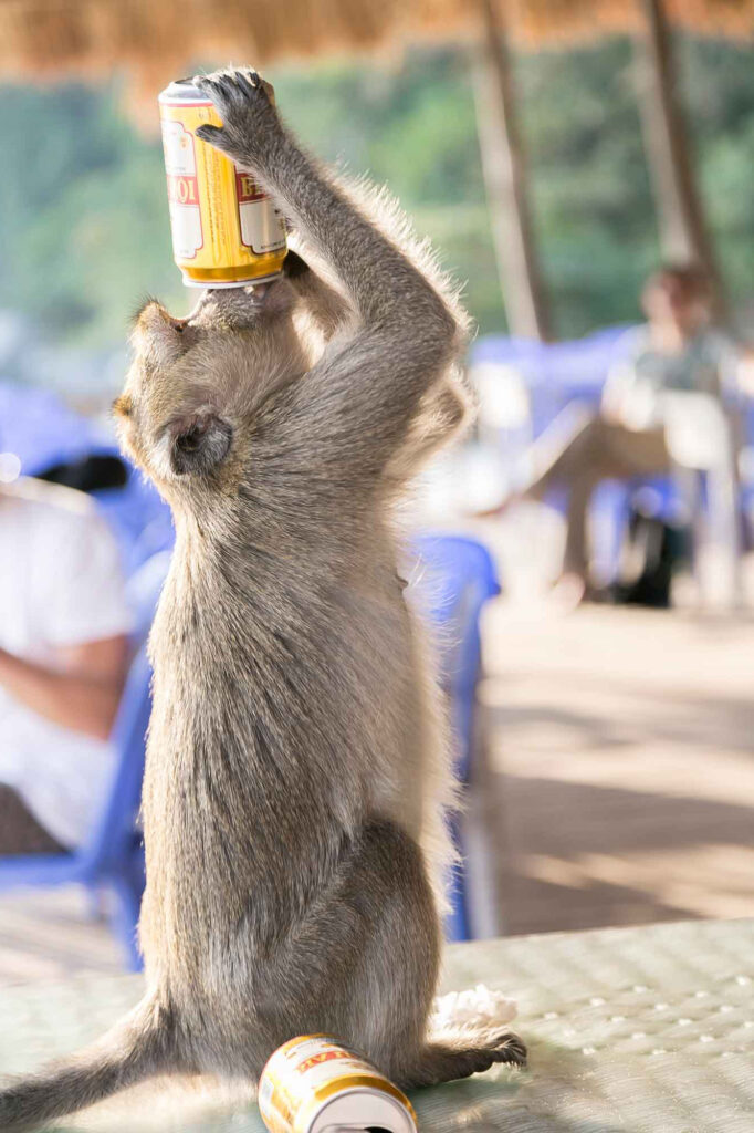 Abe drikker øl fra dåse på Monkey Island i Halong Bay